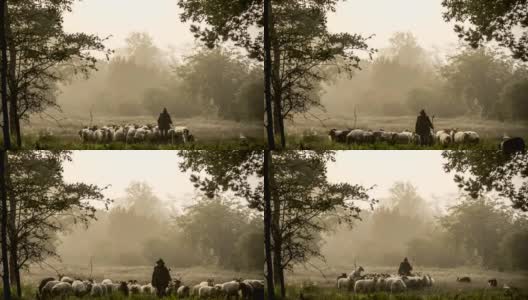 一位牧羊女和一群羊在雾蒙蒙的日出在树林里高清在线视频素材下载