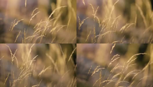 《日落中的野草》高清在线视频素材下载