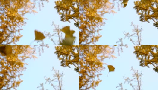 秋天树叶从树上落下高清在线视频素材下载