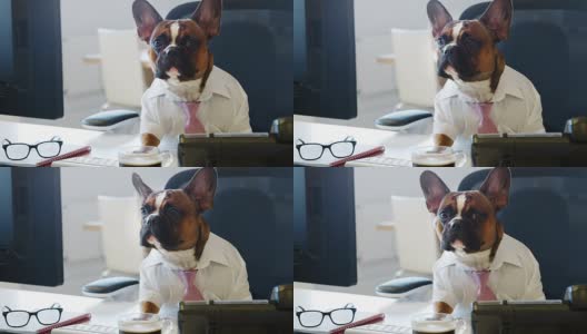 一只法国斗牛犬在办公室里对着镜头工作高清在线视频素材下载