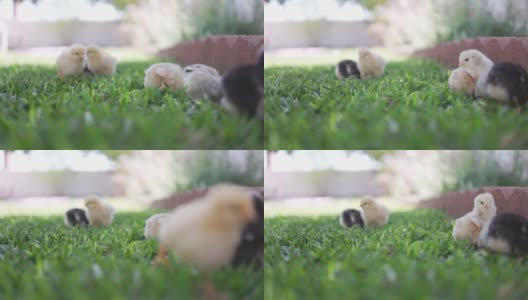 小鸡们在新家后院里玩耍高清在线视频素材下载