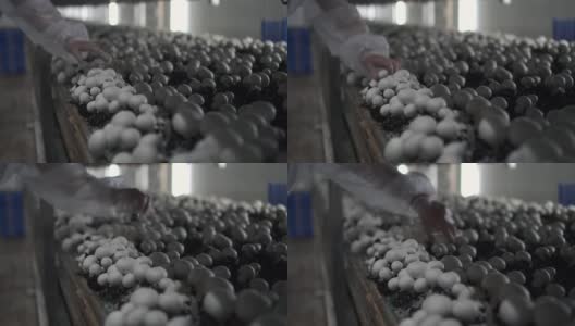 蘑菇农场的妇女收集新鲜作物在工作日在农业公司spbd高清在线视频素材下载