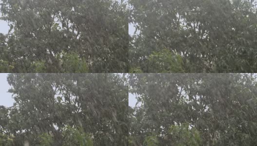 雨落在绿树上背景慢动作高清在线视频素材下载