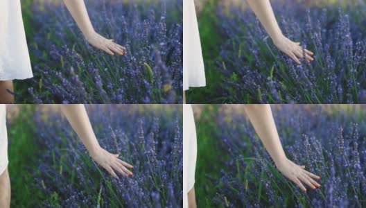 年轻女子的手温柔地触摸薰衣草花，夏日落日慢动作滑回。一大片盛开的薰衣草花。阳光是紫色的植物。芳香疗法高清在线视频素材下载