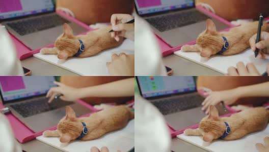 一个亚洲女人在家用电脑远程工作，小猫睡在她的桌子上。社交距离概念在covid-19疫情下独自在家工作。高清在线视频素材下载