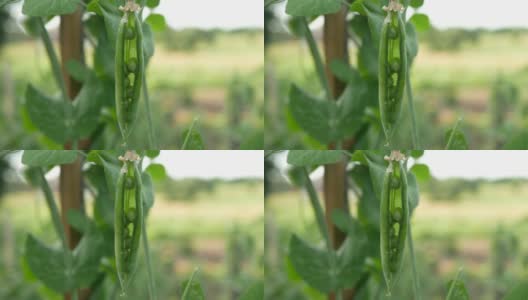 漂亮的绿色新鲜豌豆和豌豆荚的特写。健康的食物高清在线视频素材下载