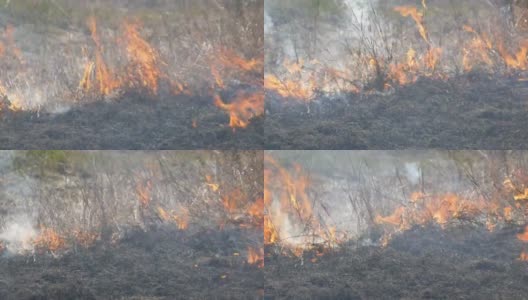 在白天的田野里看到了可怕的野火。燃烧干草草。自然界的一大片区域正在燃烧。高清在线视频素材下载