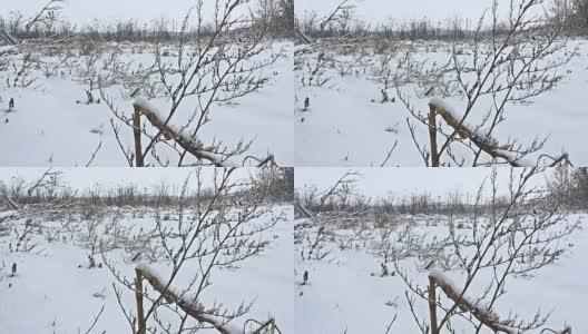 冻草，冬雪，美丽的田野自然高清在线视频素材下载