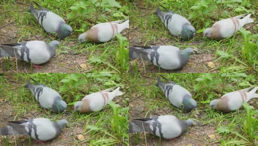 夏日公园里的鸽子正在啄食地上的谷粒高清在线视频素材下载