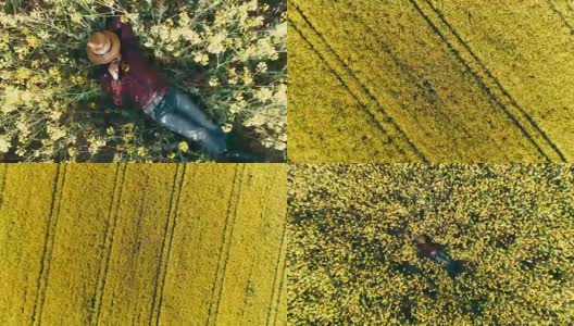无人机实时拍摄农民在阳光明媚的黄色菜籽田中睡觉的画面高清在线视频素材下载