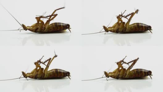 蟑螂被喷上杀虫剂躺在白色的背景上。哮喘和过敏的诱因。用于宣传杀虫剂概念。高清在线视频素材下载