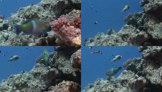 锈鹦鹉鱼在红海水下吃珊瑚。高清在线视频素材下载