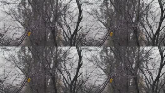 秋雪下光秃秃的树，最后一片叶子高清在线视频素材下载
