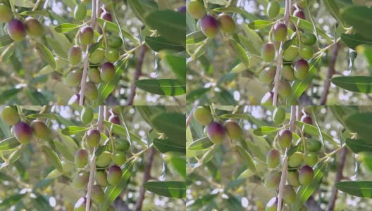 花园里的橄榄随风在树枝上摇摆高清在线视频素材下载