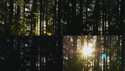 森林中的日落高清在线视频素材下载