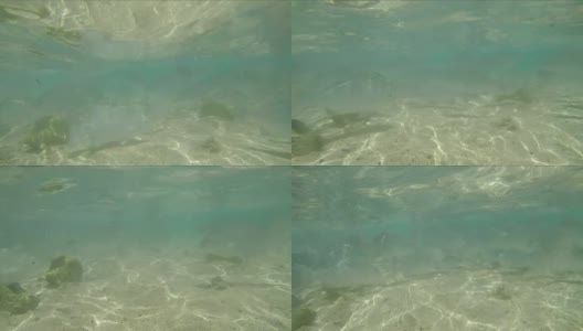 热带鱼在水下游泳高清在线视频素材下载