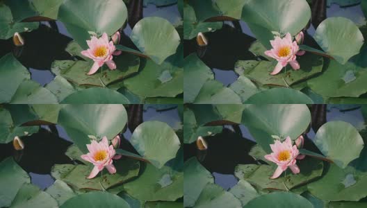 睡莲花，昭和纪念公园，日本东京高清在线视频素材下载