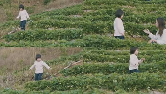 有趣的女儿在农场摘草莓高清在线视频素材下载