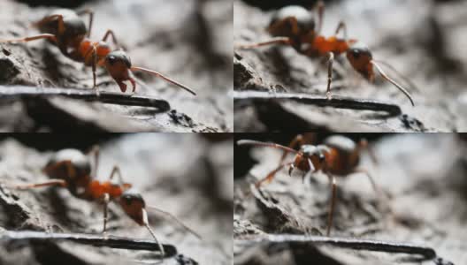 宏镜头与移动的蚂蚁。聪明的昆虫摆动着它的下颚高清在线视频素材下载