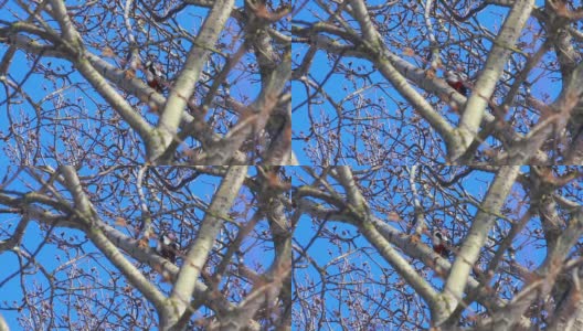 鸟在树上。蓝天前盛开的柳树。春天树上的鸟高清在线视频素材下载