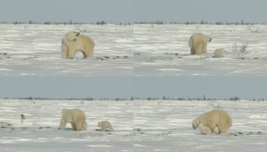 苔原上的北极熊妈妈带着三个月大的幼崽。高清在线视频素材下载