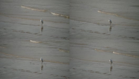苍鹭站在黄浦江边，阳光明媚，慢镜头，4K视频。高清在线视频素材下载