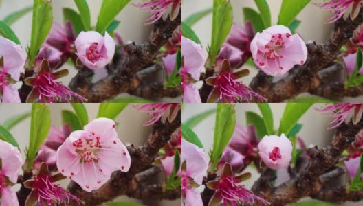 粉红桃花源从花蕾到盛开的视频，4k视频。高清在线视频素材下载