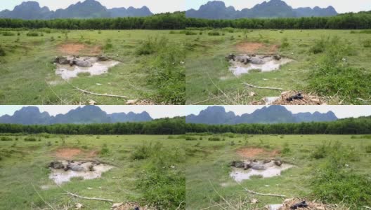 平静的亚洲水牛沐浴在水坑上的田野鸟瞰高清在线视频素材下载