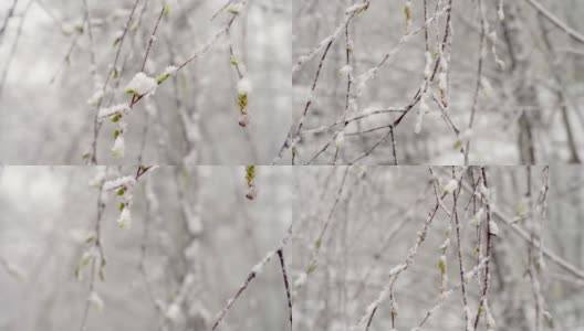 一场突如其来的春雪覆盖了所有的树木、桦树花和嫩叶高清在线视频素材下载