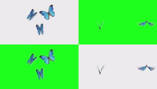 美丽的蓝色蝴蝶大闪蝶飞进屏幕，坐下来飞走。白绿色背景特写。带有Alpha通道的可循环3d动画。高清在线视频素材下载