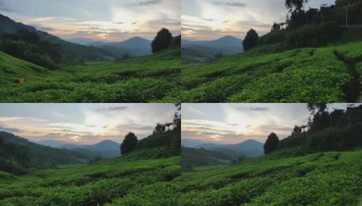 马来西亚卡梅隆高地的茶园。清晨日出。高清在线视频素材下载