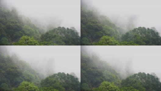 间隔拍摄自然森林高清在线视频素材下载