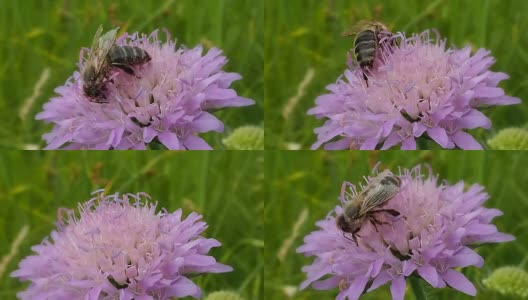 蜜蜂用喙从花上采集花蜜。高清在线视频素材下载