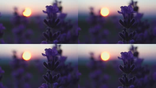 日落时分，田野里盛开的薰衣草。普罗旺斯,法国。关闭了。有选择性的重点。缓慢的运动。薰衣草花春天的背景与美丽的紫色和散景灯高清在线视频素材下载