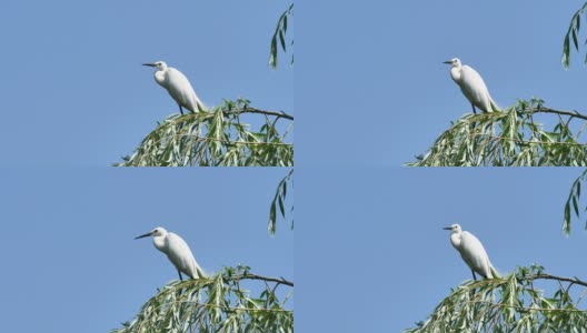 白鹭坐在柳树顶，以蓝天为背景，警惕地向四周张望。大白鹭落在树顶，蓝色背景，4k电影，慢镜头。高清在线视频素材下载