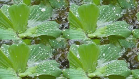 水珠落在池塘的绿叶上高清在线视频素材下载