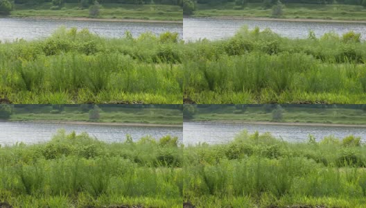 湖边草丛高清在线视频素材下载