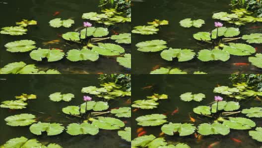 在紫色莲花下游泳的锦鲤第二部分高清在线视频素材下载