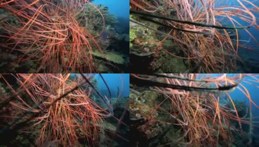躲藏在珊瑚园中的珊瑚礁鱼高清在线视频素材下载