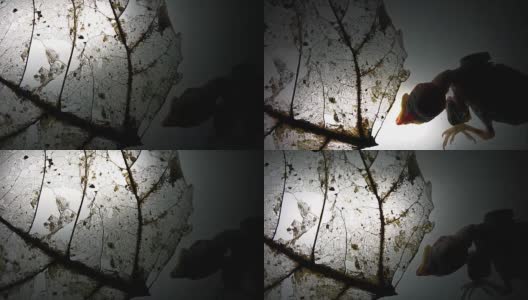 刚出生的死鸡在白色玻璃上有灯光效果，俯视图高清在线视频素材下载