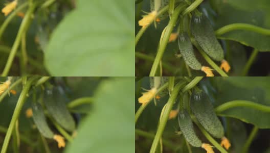 黄瓜收获。植物,蔬菜高清在线视频素材下载