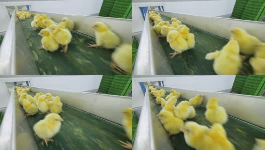 可爱可爱的小鸡在家禽传送带上移动。高清在线视频素材下载