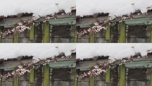 一幢老房子的屋顶上覆盖着一层巨大的雪帽，风吹动了春天开花的苹果树树枝。高清在线视频素材下载