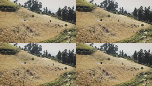 埃塞俄比亚的人们在丘陵地带搬运庄稼高清在线视频素材下载