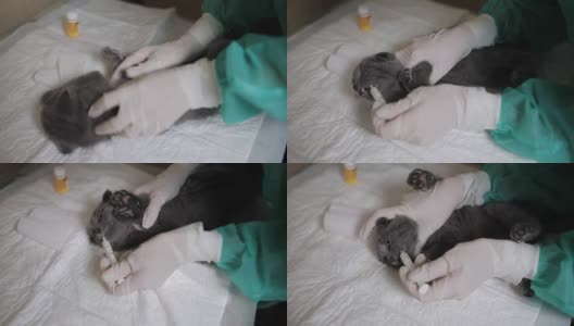 护士打开小猫的嘴，用注射器将药物注射到小猫的嘴里高清在线视频素材下载