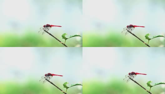 一只红蜻蜓栖息在小树枝上高清在线视频素材下载