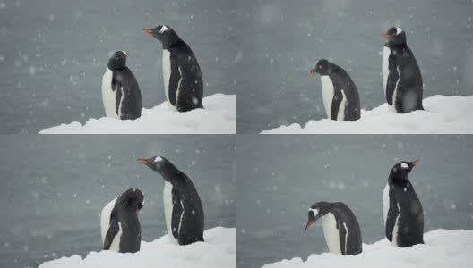雪中的南极巴布亚企鹅高清在线视频素材下载