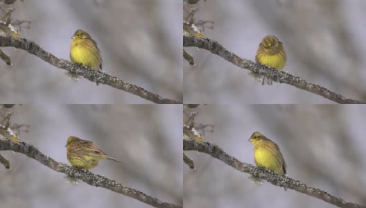 欧洲绿翅雀(绿翅雀)和切尔诺贝利地区的雪高清在线视频素材下载