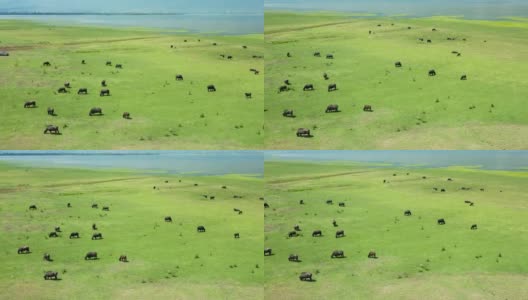 在草地上吃草的黑水水牛。高清在线视频素材下载