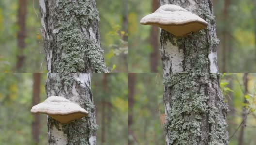 药用蘑菇长在树皮上。镜头沿着长满苔藓的树干移动高清在线视频素材下载